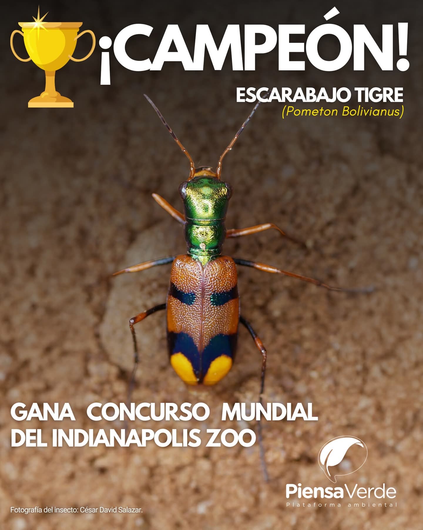 ESCARABAJO BOLIVIANO GANA CONCURSO MUNDIAL